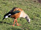 Orinoco Goose (WWT Slimbridge 30/11/17) ©Nigel Key