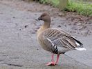 Pink-Footed Goose (WWT Slimbridge November 2017) - pic by Nigel Key