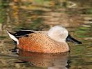 Red Shoveler (WWT Slimbridge 30/11/17) ©Nigel Key