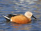 Red Shoveler (WWT Slimbridge 30/11/17) ©Nigel Key