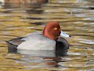 Redhead (WWT Slimbridge November 2017) - pic by Nigel Key