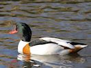 Shelduck (WWT Slimbridge 30/11/17) ©Nigel Key