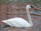 Trumpeter Swan (WWT Slimbridge 30/11/17) ©Nigel Key