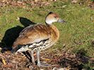 Wandering Whistling Duck (WWT Slimbridge 30/11/17) ©Nigel Key