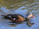 White-Winged Duck (WWT Slimbridge 30/11/17) ©Nigel Key