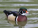 American Wood Duck (WWT Slimbridge 20/04/18) ©Nigel Key