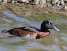 Baer's Pochard (WWT Slimbridge 20/04/18) ©Nigel Key