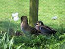 Baikal Teal (WWT Slimbridge 20/04/18) ©Nigel Key