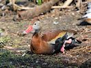 Black-Bellied Whistling Duck (WWT Slimbridge April 2018) - pic by Nigel Key