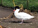 Black-Necked Swan (WWT Slimbridge April 2018) - pic by Nigel Key