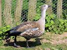 Blue-Winged Goose (WWT Slimbridge April 2018) - pic by Nigel Key