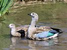 Blue-Winged Goose (WWT Slimbridge April 2018) - pic by Nigel Key