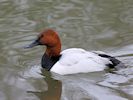 Canvasback (WWT Slimbridge April 2018) - pic by Nigel Key