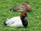 Canvasback (WWT Slimbridge April 2018) - pic by Nigel Key