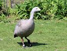 Cape Barren Goose (WWT Slimbridge 20/04/18) ©Nigel Key
