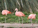 Chilean Flamingo (WWT Slimbridge April 2018) - pic by Nigel Key