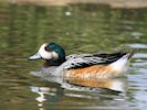 Chiloe Wigeon (WWT Slimbridge 20/04/18) ©Nigel Key