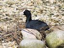 Coot (WWT Slimbridge April 2018) - pic by Nigel Key