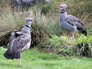 Crested Screamer (WWT Slimbridge April 2018) - pic by Nigel Key