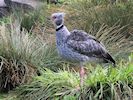 Crested Screamer (WWT Slimbridge 20/04/18) ©Nigel Key