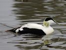 Eider (WWT Slimbridge 20/04/18) ©Nigel Key