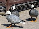 Emperor Goose (WWT Slimbridge April 2018) - pic by Nigel Key