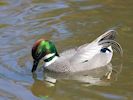 Falcated Duck (WWT Slimbridge April 2018) - pic by Nigel Key