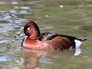 Ferruginous Duck (WWT Slimbridge 20/04/18) ©Nigel Key