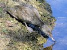 Freckled Duck (WWT Slimbridge April 2018) - pic by Nigel Key