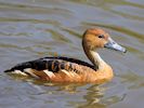 Fulvous Whistling Duck (WWT Slimbridge April 2018) - pic by Nigel Key