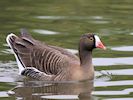 Lesser White-Fronted Goose (WWT Slimbridge 20/04/18) ©Nigel Key