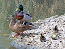 Mallard (WWT Slimbridge April 2018) - pic by Nigel Key