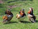 Mandarin (WWT Slimbridge 20/04/18) ©Nigel Key