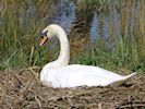 Mute Swan (WWT Slimbridge April 2018) - pic by Nigel Key