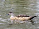 Patagonian Crested Duck (WWT Slimbridge 20/04/18) ©Nigel Key