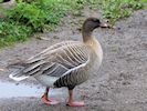 Pink-Footed Goose (WWT Slimbridge April 2018) - pic by Nigel Key