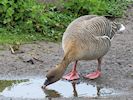 Pink-Footed Goose (WWT Slimbridge April 2018) - pic by Nigel Key