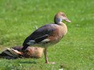 Plumed Whistling Duck (WWT Slimbridge April 2018) - pic by Nigel Key