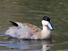 Puna Teal (WWT Slimbridge 20/04/18) ©Nigel Key