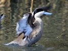 Puna Teal (WWT Slimbridge April 2018) - pic by Nigel Key