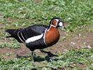 Red-Breasted Goose (WWT Slimbridge 20/04/18) ©Nigel Key