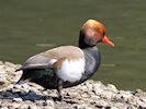 Red-Crested Pochard (WWT Slimbridge April 2018) - pic by Nigel Key