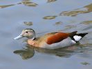 Ringed Teal (WWT Slimbridge 20/04/18) ©Nigel Key