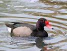 Rosybill (WWT Slimbridge 20/04/18) ©Nigel Key