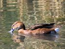 Rosybill (WWT Slimbridge 20/04/18) ©Nigel Key