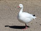 Snow Goose (WWT Slimbridge April 2018) - pic by Nigel Key