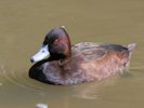 Southern Pochard (WWT Slimbridge April 2018) - pic by Nigel Key