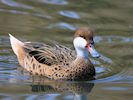 White-Cheeked Pintail (WWT Slimbridge 20/04/18) ©Nigel Key