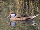 White-Cheeked Pintail (WWT Slimbridge 20/04/18) ©Nigel Key