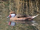 White-Cheeked Pintail (WWT Slimbridge April 2018) - pic by Nigel Key